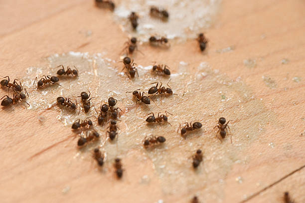 Best Affordable Pest Control Services  in Beaverton, OR